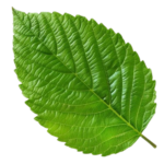 Mint_leaf__Click_Visit_Site_For_Tutorial-removebg-preview